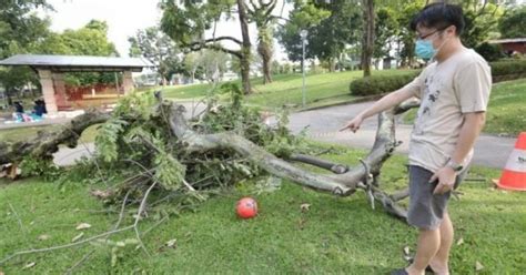 fallen tree singapore today